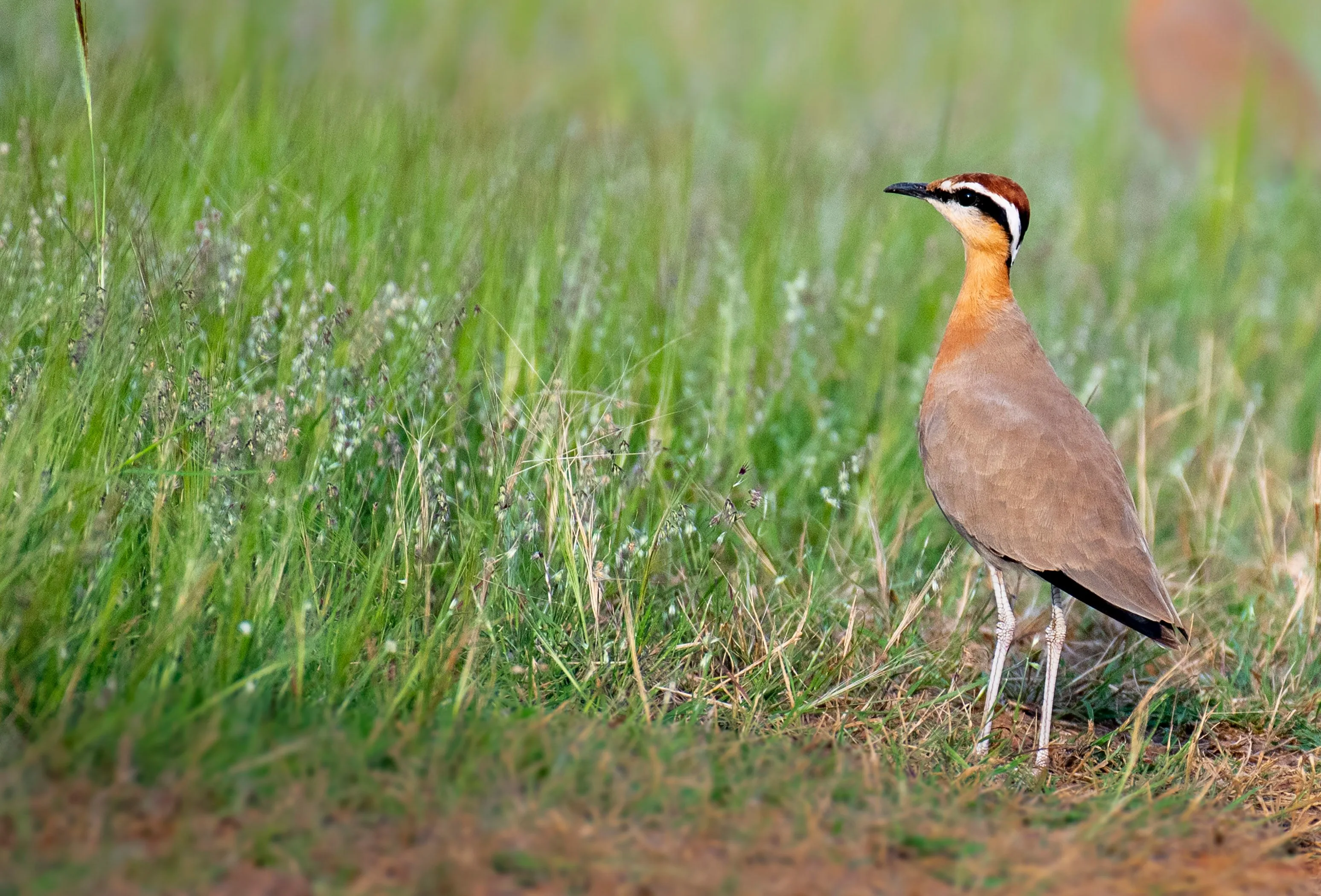 Cream-colored Courser standing among green grasses with black-and-white stripes on its head